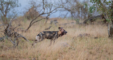 Ein Afrikanischer Wildhund bewegt sich durch eine trockene Savannenlandschaft © Natascha