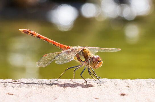 Dragonfly perched on a wooden surface near a pond