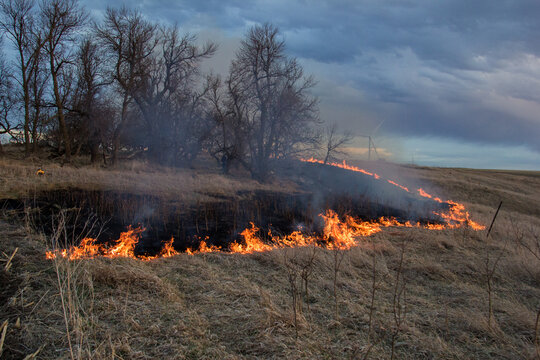 Start of a controlled burn around a grove of trees
