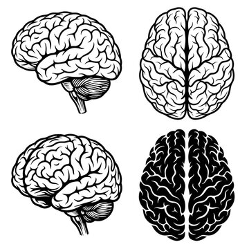 Anatomical human brain views in ink illustration style as transparent cutout