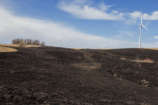 Blackened grassland after a fire