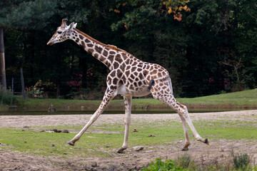 Obraz premium A giraffe running