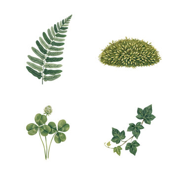 Four Different Types Of Green Leafy Plant Illustrations Isolated transparent background