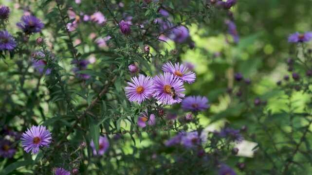 Purple asters swaying among green leaves in a garden