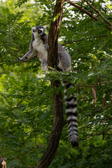 Obraz premium A ring-tailed lemur in the tree