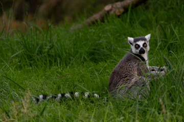 Obraz premium A ring tailed lemur sitting on the grass