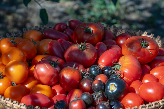 Basket of diverse fresh ripe heirloom tomatoes. Close up of woven basket filled with colorful harvest of various homegrown ripe tomatoes in sunny garden