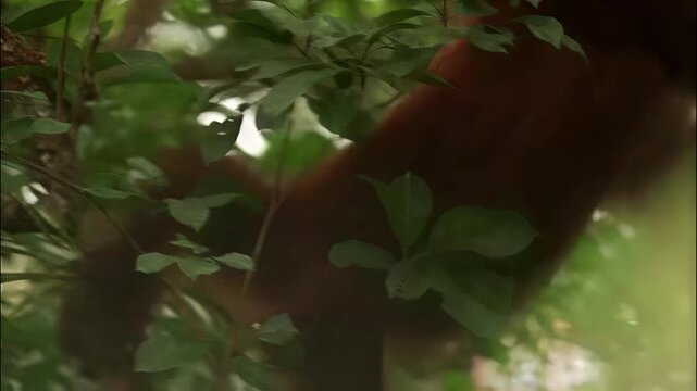 Wild orangutan climbing through the lush green canopy of a tropical rainforest habitat