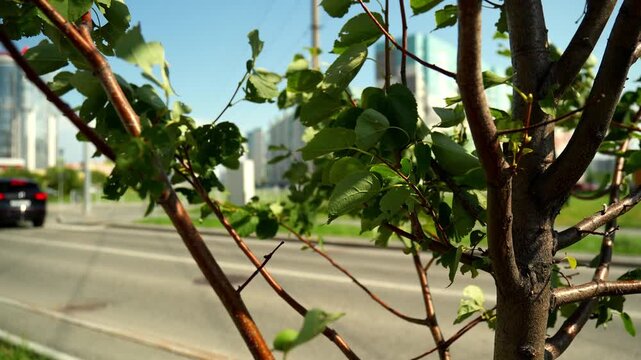 young urban landscaping tree displays green foliage in closeup as automobiles travel past on sunny boulevard. plant thrives by roadway, introducing peaceful nature into city traffic setting.