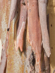 Macro detail of peeling eucalyptus tree bark displaying rich natural texture, warm tones, and organic patterns at Parco Museo Jalari in Barcellona Pozzo di Gotto, Sicily. © Warholderribado 