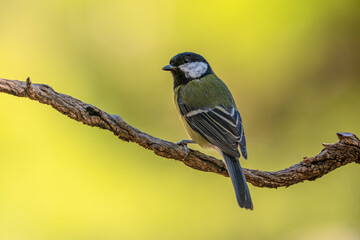 Great Tit Perched on a Branch in Nature © Agustin