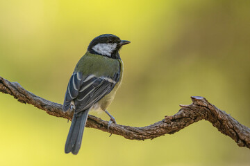 Great Tit Perched on a Branch in Nature © Agustin