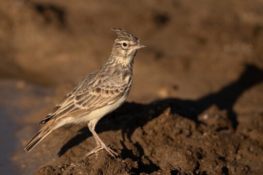 Crested Lark Portrait in Natural Habitat