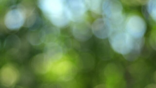 Gentle sunlight filters through lush tree leaves, creating tranquil out of focus green background. Shimmering optical circles shift softly, offering peaceful texture for creative designs.