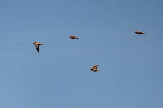 Black Bellied Sandgrouse Flock Flying in Blue Sky