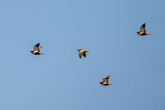 Black Bellied Sandgrouse Flock Flying in Blue Sky