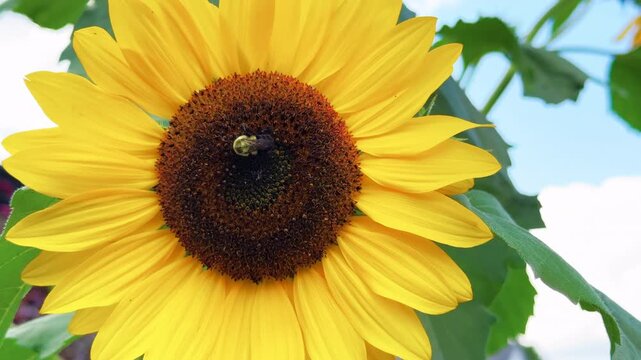Bumblebee Pollinates Bright Yellow Sunflower In Summer Garden