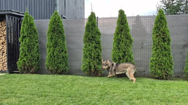 Active guard dog barking and running near a garden fence with evergreen thuja trees in a green backyard, protecting private property and home.