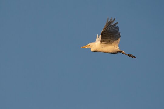 Cattle Egret in Flight at Golden Hour