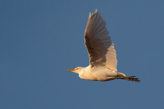 Cattle Egret in Flight at Golden Hour