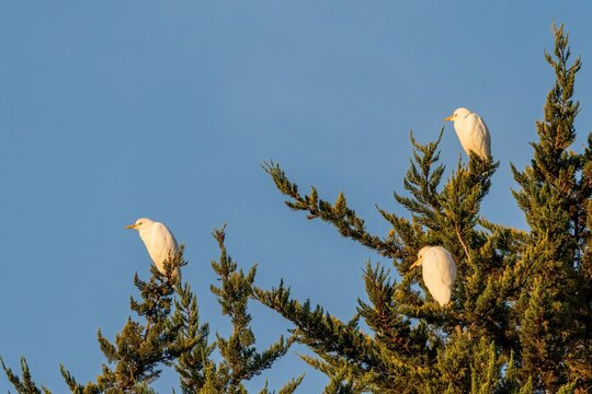 Cattle Egrets Resting in a Tree