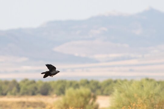 Rook Flying Over a Rural Landscape
