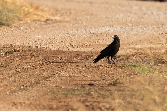 Rook Standing on Dry Rural Ground