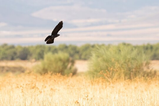 Rook Flying Over a Rural Landscape
