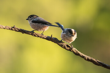 Two Long Tailed Tits Perched Together on Branch © Agustin