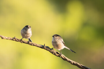Two Long Tailed Tits Perched Together on Branch © Agustin