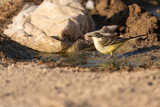 Western Yellow Wagtail Standing Beside Water in Natural Habitat
