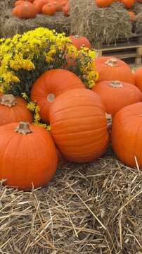 Autumn harvest festival decorations made of orange pumpkins, chrysanthemum flowers and hay panoramic view. Countryside rustic rural vibe, fall atmosphere