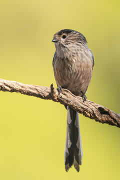 Long Tailed Tit Portrait Perched on Natural Branch