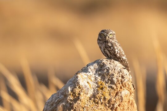 Little Owl Perched on Rock in Warm Evening Light