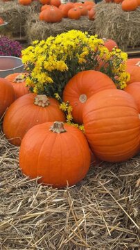 Autumn harvest festival decorations made of orange pumpkins, chrysanthemum flowers and hay panoramic view. Countryside rustic rural vibe, fall atmosphere