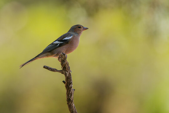 Common Chaffinch Male Perched on Branch in Natural Habitat