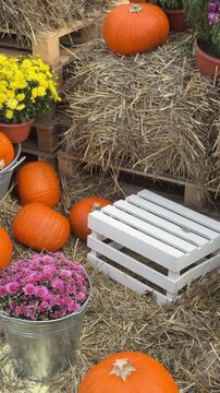 Autumn harvest festival decorations made of orange pumpkins, chrysanthemum flowers and hay panoramic view. Countryside rustic rural vibe, fall atmosphere