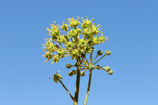 Green immature flower buds and emerging yellowish-green flowers of Hedera helix, or English ivy, arranged in umbrella-like inflorescences on the climbing plant.
