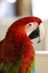 scarlet macaw parrot © Jozef