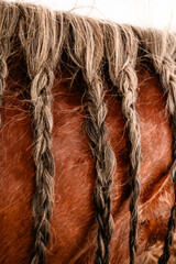 Close up of braided horse mane © SETH