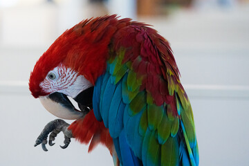 blue and yellow macaw © Jozef