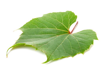 Obraz premium Fresh green grape leaf isolated on white