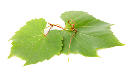 Obraz premium Two green grape leaves and tendril isolated on white