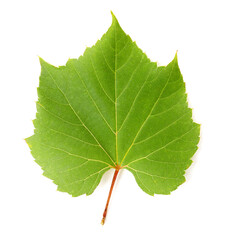 Obraz premium Fresh green grape leaf isolated on white, top view