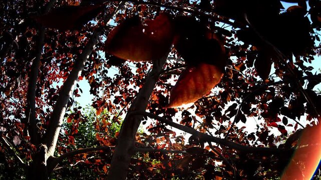 Autumn leaves glow in warm sunlight while bright sunburst shines through dense tree canopy. Tree foliage filters natural light beams, bringing tranquil feeling across serene park setting.