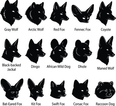 Wild Canid Species Vector Icon Set Featuring Head Silhouettes and Names for Educational Design