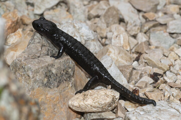 Obraz premium Salamandra del Pasubio (Salamandra atra pasubiensis)