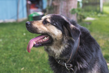 Profile portrait of black, tan mixed breed dog with tongue out, open mouth, leather collar in green village yard, panting in heat, concept of summer heat, rural life, guard dog, pet care © Evgeniia Primavera