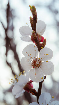 A single white blossom faces forward beneath a pointed spring bud 
