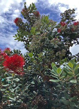 Blossom of a New Zealand Christmas Tree (Metrosideros excelsa)